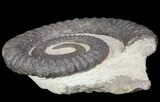 Devonian Ammonite (Anetoceras) - Morocco #68782-1